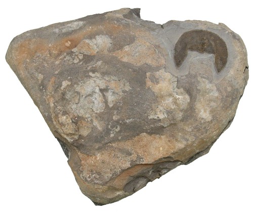 Ordovizium cyclopyg redeviva - cyclopyg,
