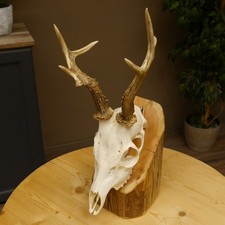 Rehgeweih abnormes Reh mit