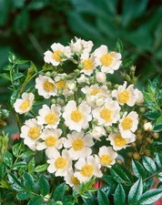 Rosa arvensis, Feldrose