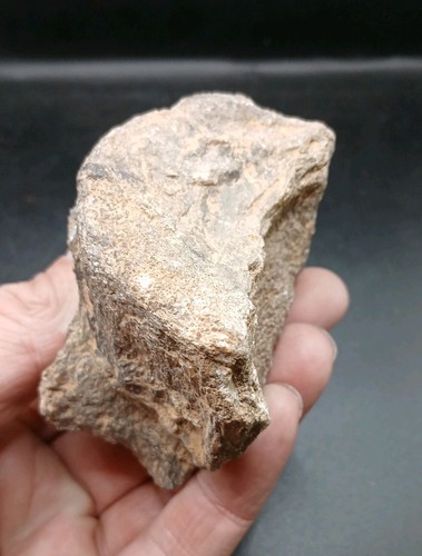 Edmontosaurus knochen - edmontosaurus,