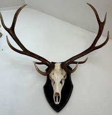 Hirschgeweih 10 Ender