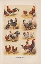 Hühnerrassen Brahma Goldbantam Kampfhuhn CHROMOLITHOGRAPHIE um 1900 Hühner