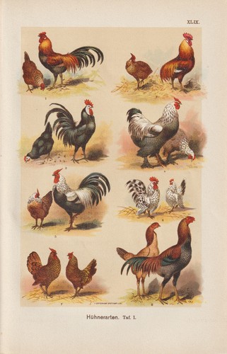 Hühnerrassen brahma - hühnerrassen,