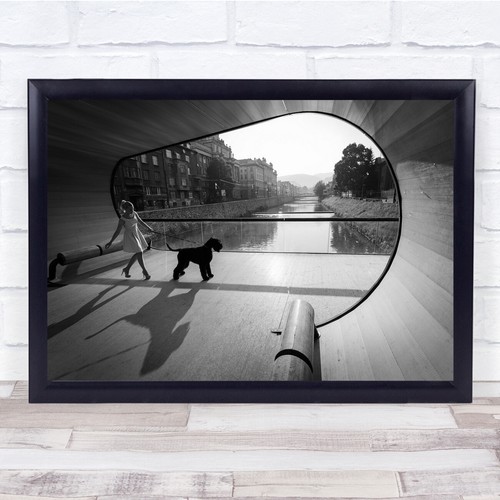 Hund schnauzer brücke - hund,