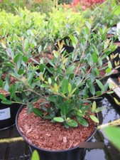 Ilex vomitoria Nana -