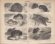 Lithografie 1890: INSEKTENFRESSER. Maulwurf Igel Wasser-Spitzmaus Wassermull