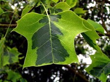 Goldgelber Tulpenbaum