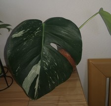 Monstera variegata