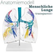 Anatomie Modell transparent Lunge Mensch Lungenmodell Anatomiemodell medmod