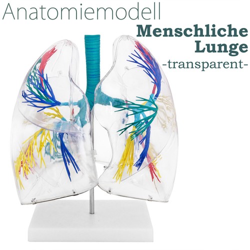 Anatomie modell transparent - anatomie,