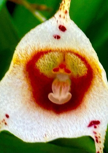 Dracula species borneo - dracula,