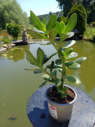 Affenbrotbaum pfennigbaum - affenbrotbaum,