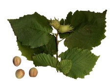 Baum hasel haselnuss - baum,
