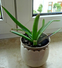 Aloe Vera  -  Ableger - Jung-Pflanze - Zimmerpflanze