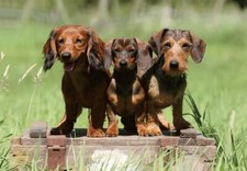 3D Postkarte Dackel Tier Motiv Wackel Hologramm Karte Souvenir