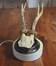 Rehbock Gehörn,Rehgeweih, Trophäe Rehgehörn mit Trophäenbrett 30,5 cm. 1936-1943