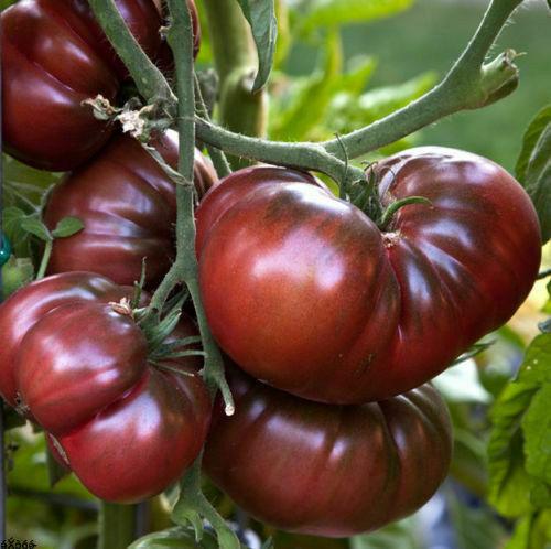 Schwarze krim riesentomate 50 - riesentomate,,
