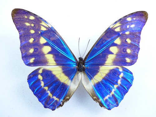 Morpho cypris ssp - ssp.,
