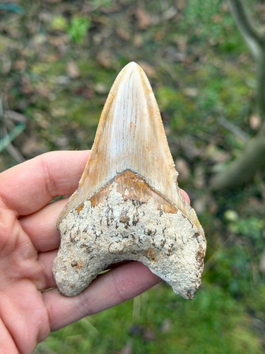 Fossiler megalodon hai zahn - fossiler,