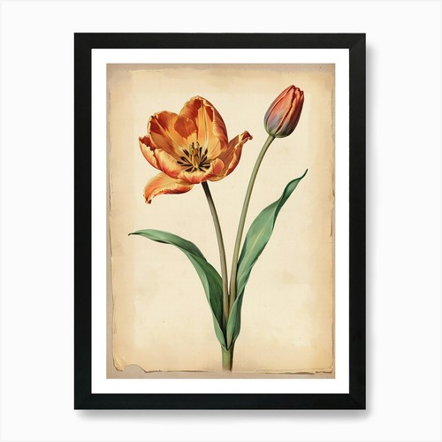 Vintage von herbarium - vintage,