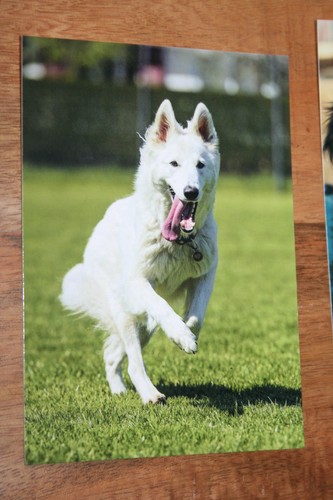 Hunde postkarte von poster - postkarte,