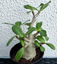 Sehr schöne handverlesene Adenium Baobab - Wüstenrose - J9