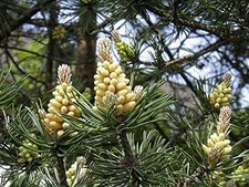 Samen waldkiefer pinus - 15,