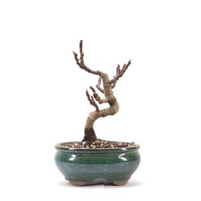 Bonsai essfeige ficus - bonsai,