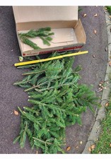 Fichte frisch - ca. 1,5kg