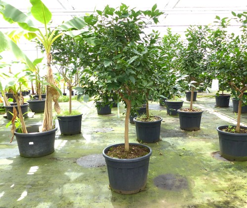 Orangenbaum 190 210 - orangenbaum, –
