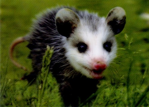 Ansichtskarte opossum - 3,