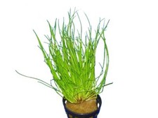 10 Topf Nadelsimse Eloecharis