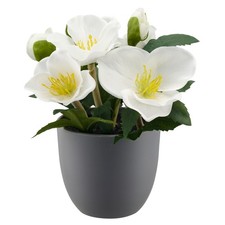 Kunstpflanze Christrose, 2er Set, Farbe weiß, inkl. Kunststoff-Topf, Höhe ca. 20