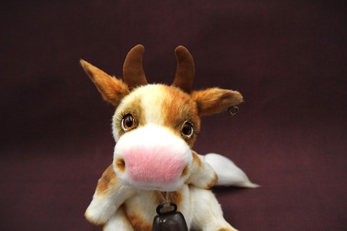 Teddybär kalb kuh stier teddy - kalb,