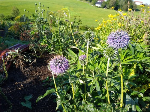 Kugeldistel samen blaue - kugeldistel,