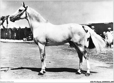 AIDP3-PFERDE-0175 - Vollblut Araber - Französische Zucht - Trophäenfaktor