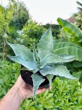 1 x Agave ovatifolia -