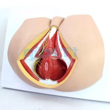 PVC Human Male Perineum Levator Ani Ligament Model Medical School #F19