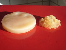 Aus kontrollierter Zucht: 2 Pilze Kombucha + Ginger root plant Wasserkefir Kefir