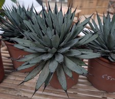 Agave Macroacantha 