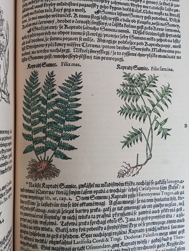 1562 1924 mattioli - 1562,