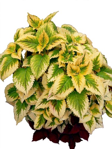 Coleus buntnessel gold - buntnessel, cream