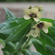 Schwarzes Bilsenkraut (Hyoscyamus niger) Bio - ca. 100 Samen