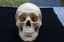 Anatomie Modell Schädel