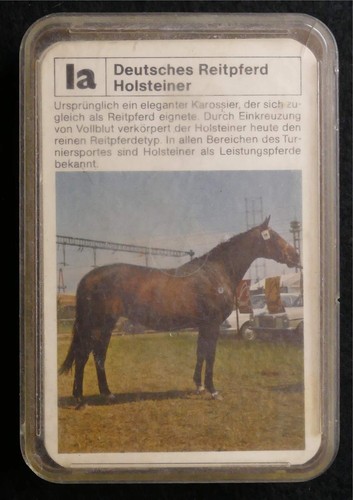 Pferderassen pferde kaltblut - pferde,