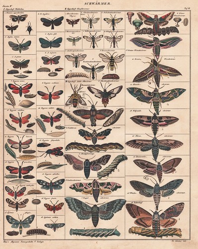 Schmetterling butterfly
