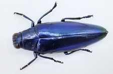 Buprestidae, Chrysochroa fulminans ssp., blue form, Java, A2, 37 mm, #BP246