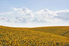 Wandbild: Sonnenblumenfeld mit