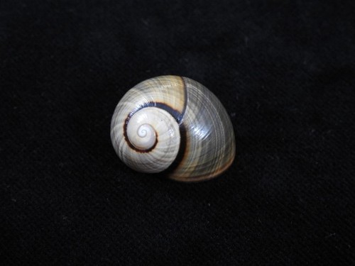 Landschnecke polymita picta - landschnecke,