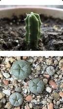 Peyote & San Pedro Kakteen